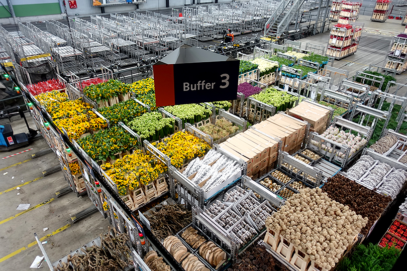 世界最大の花市場、オランダ・アールスメール花市場