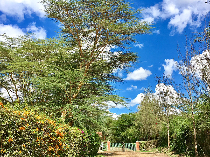世界一の並木道～ケニア・ナイバシャ～