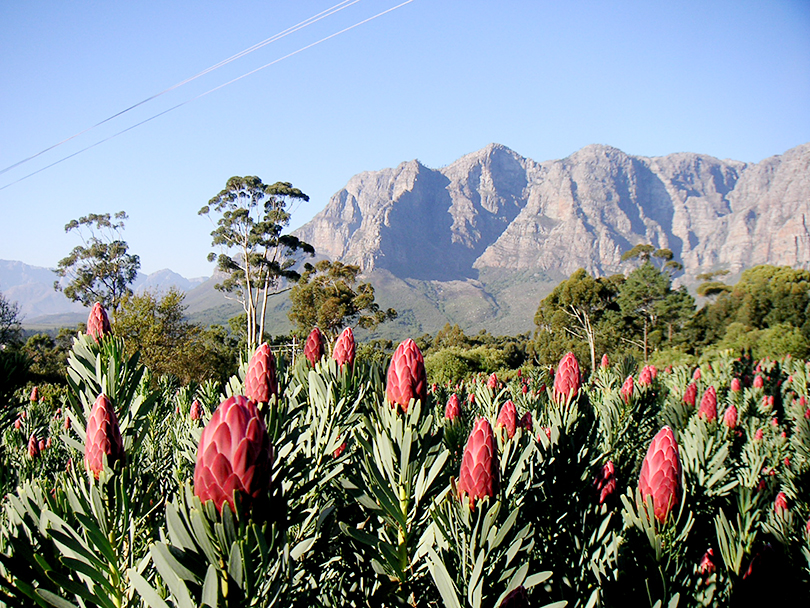 「南アフリカの珍しい花たち」 南アフリカ花便り Vol.2
