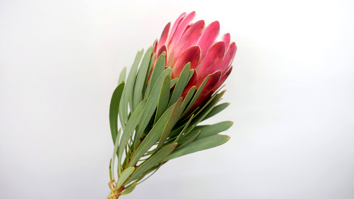 10月 南アフリカの花