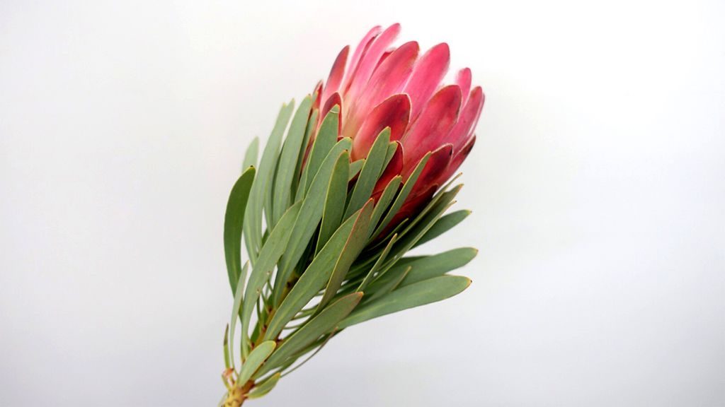 ネイティブフラワーを巡る旅 10月 南アフリカの花 世界の花屋 フラワーギフト おしゃれな花の通販サイト