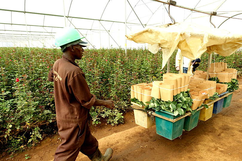 私たち「世界の花屋」がバラを仕入れているケニアのソジャンミ農園で、全体のマネージメントをしている、ケタン・ジェラスさん。