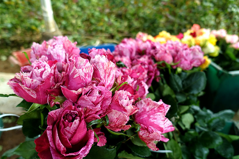 私たち「世界の花屋」がバラを仕入れているケニアのソジャンミ農園で、全体のマネージメントをしている、ケタン・ジェラスさん。