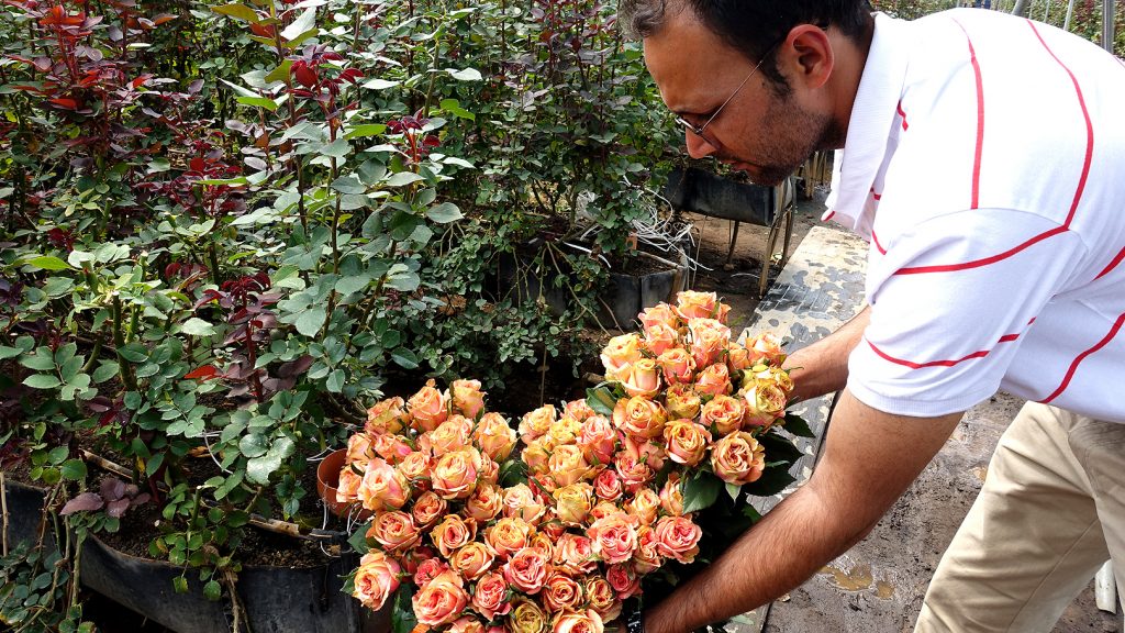 生産者がおすすめ バラ3品種」 ケニアのバラ農園の日々Vol.3 - 世界の
