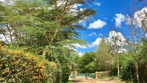 世界一の並木道～ケニア・ナイバシャ～