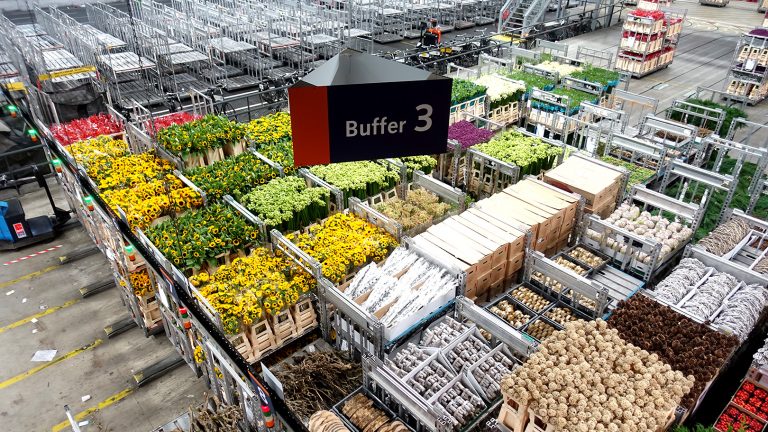 世界最大の花市場、オランダ・アールスメール花市場