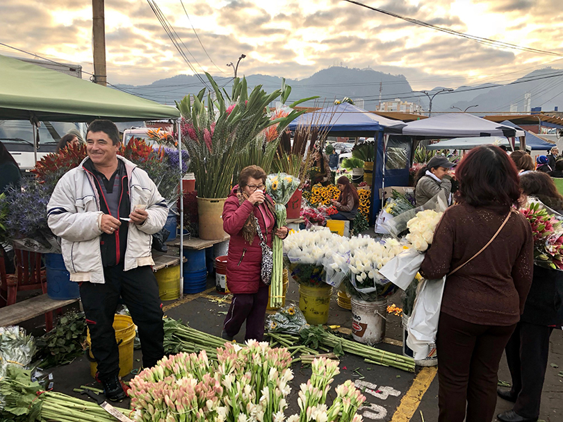 パロケマオ花市場 コロンビア ボゴタ 世界の花屋 フラワーギフト おしゃれな花の通販サイト