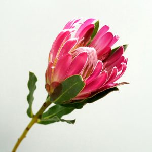 プロテア ホワイトナイト - 世界の花屋 フラワーギフト おしゃれな花の