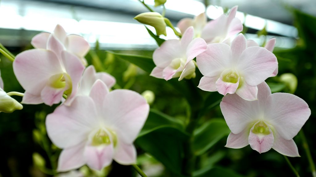 タイ カオヤイ農園 ナタポンさんのデンファレ日記 Vol 4 世界の花屋 フラワーギフト おしゃれな花の通販サイト