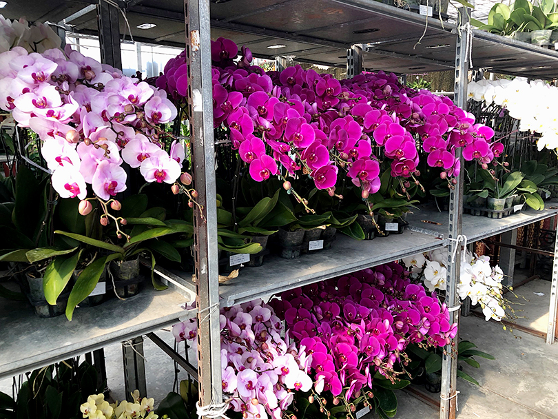 花の都のマーケットへ 台湾 台中 世界の花屋 フラワーギフト おしゃれな花の通販サイト