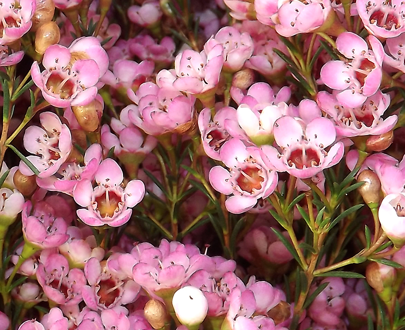 ワックスフラワー 南アフリカ花便り Vol 3 世界の花屋 フラワーギフト おしゃれな花の通販サイト