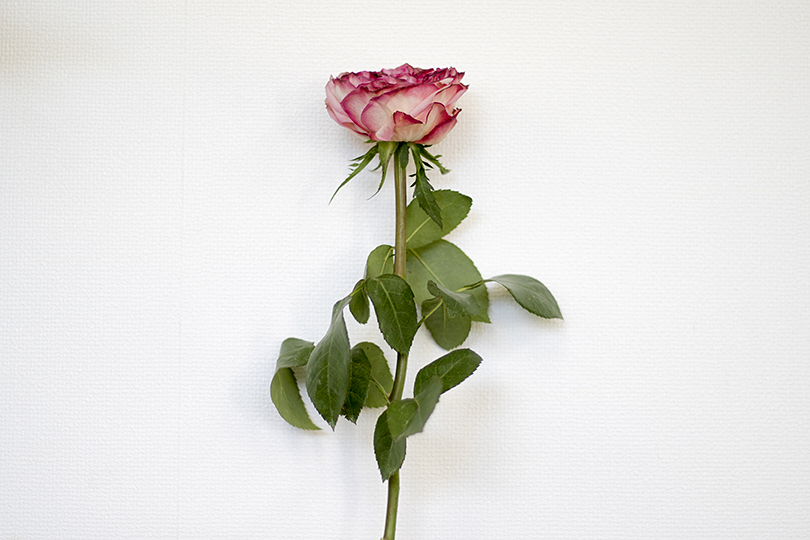 簡単３ステップ 上手なドライフラワーの作り方 世界の花屋 フラワーギフト おしゃれな花の通販サイト
