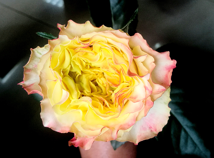 新しいバラ