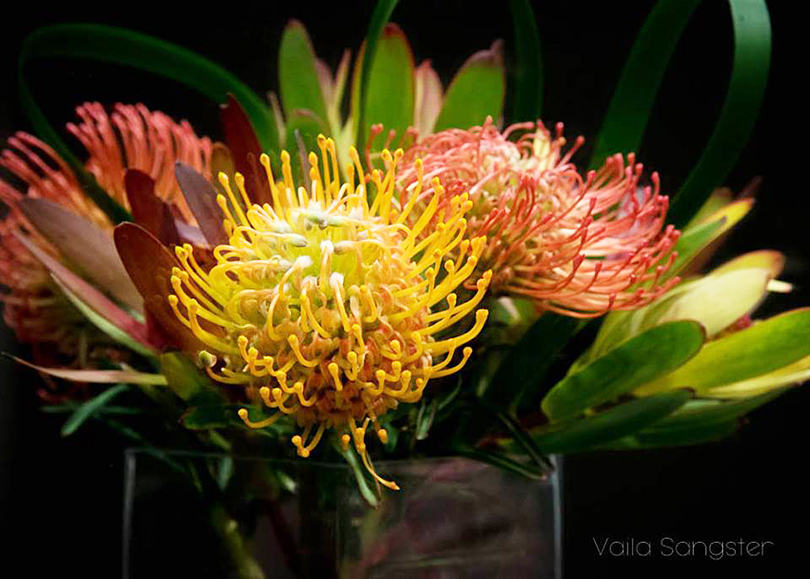 ブーケにリースに ピンクッション 南アフリカの花便り Vol4 世界の花屋 フラワーギフト おしゃれな花の通販サイト