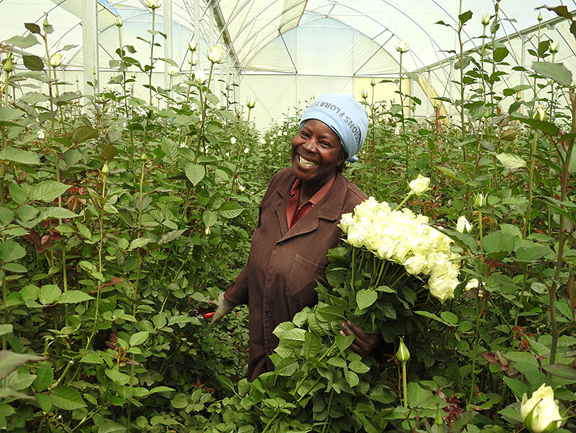 スプレーバラをご存知ですか ケニアのバラ農園の日々vol 13 世界の花屋 フラワーギフト おしゃれな花の通販サイト