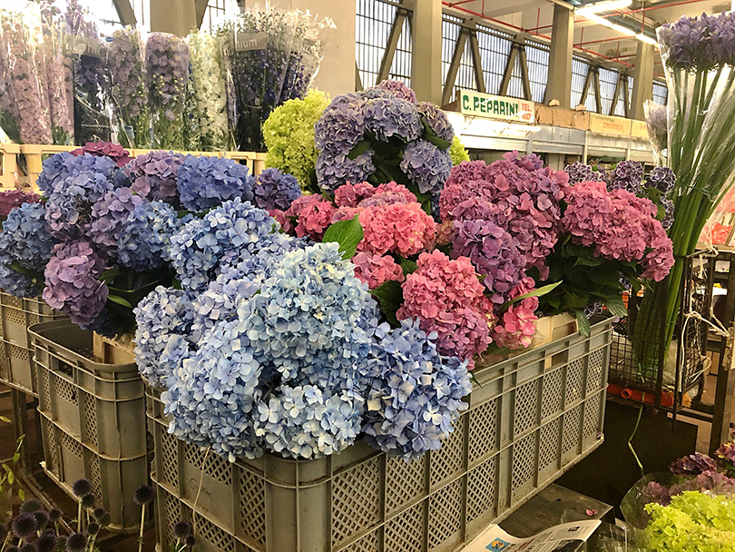 陽気な花市場～イタリア・ローマ～