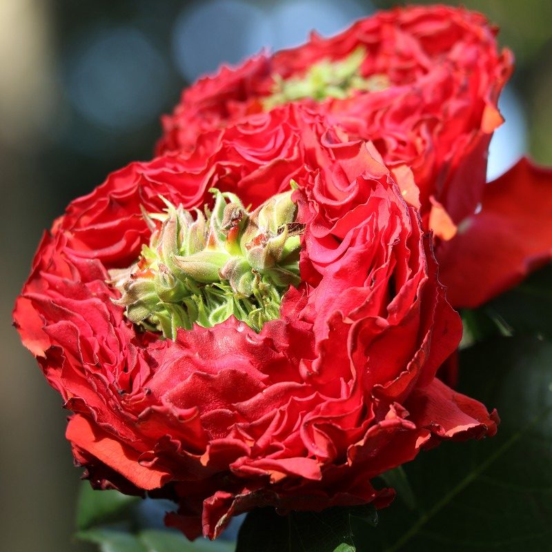 バラ レッドアイ 世界の花屋 フラワーギフト おしゃれな花の通販サイト