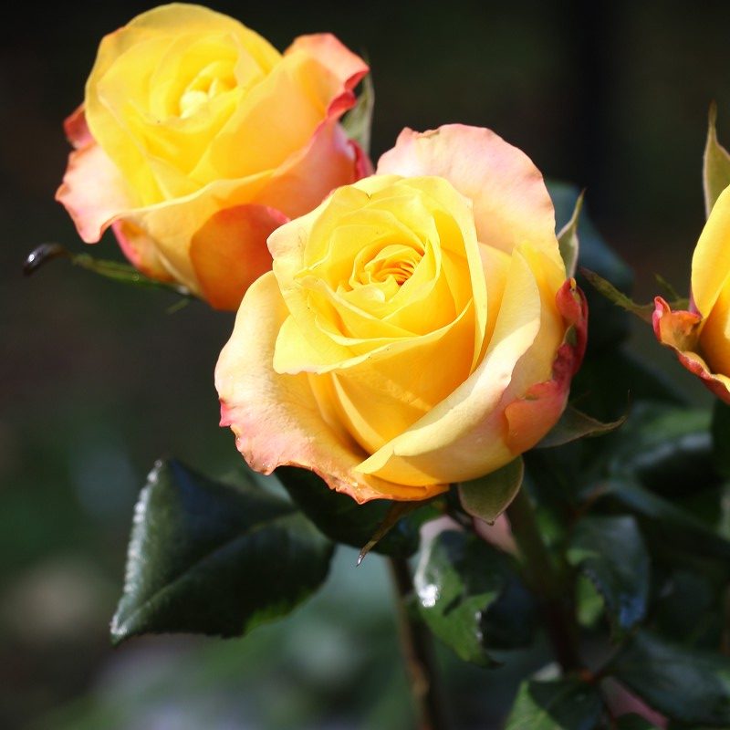 バラ レディバタフライ 世界の花屋 フラワーギフト おしゃれな花の通販サイト