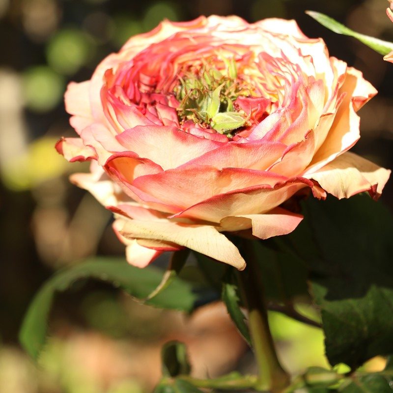 バラ スプラッシュアイ 世界の花屋 フラワーギフト おしゃれな花の通販サイト