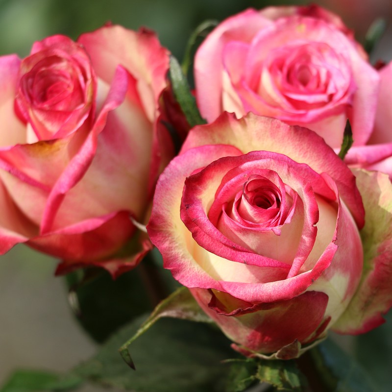 バラ イマジネーション - 世界の花屋 フラワーギフト おしゃれな花の