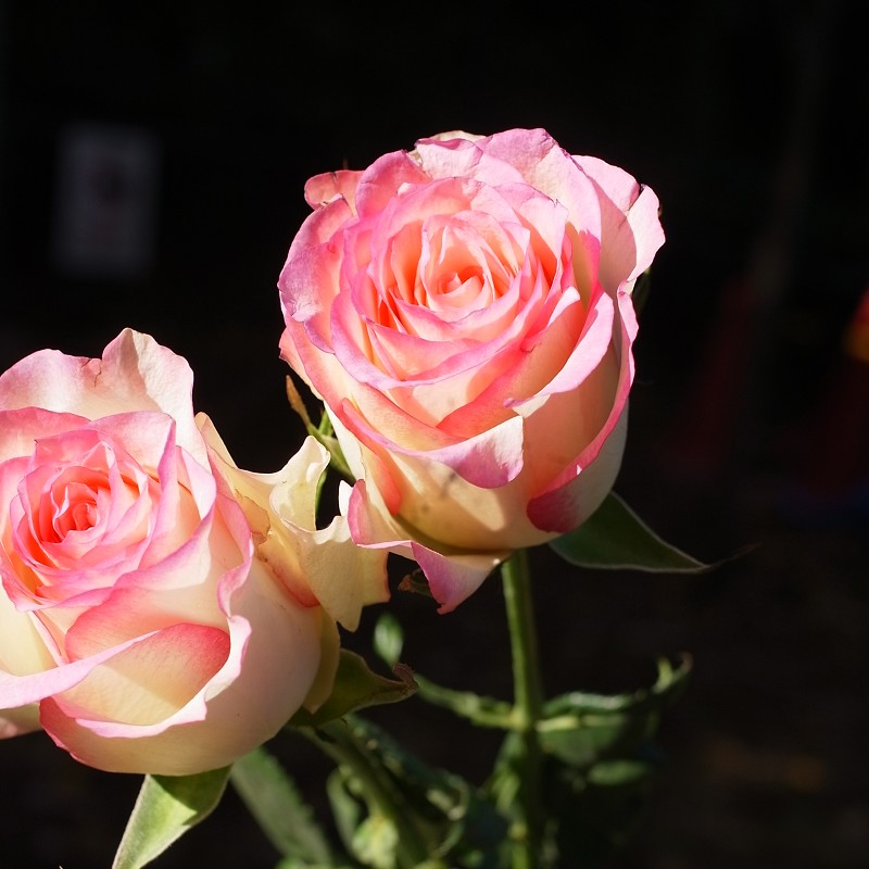 ソブリン 世界の花屋 フラワーギフト おしゃれな花の通販サイト