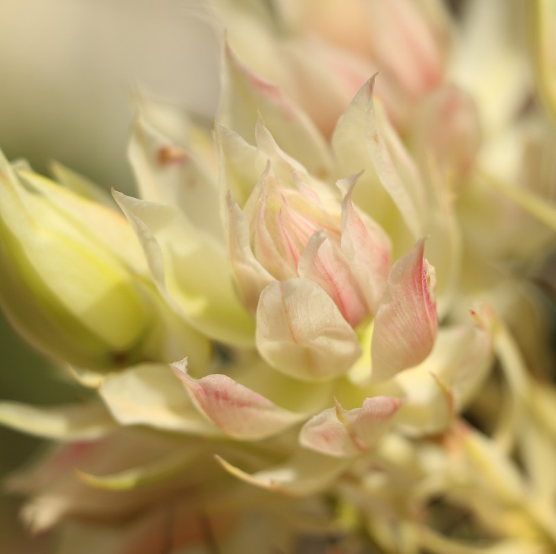 セルリア 世界の花屋 フラワーギフト おしゃれな花の通販サイト