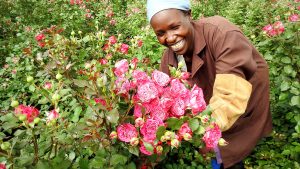 「新しい品種のバラのご紹介」ケニアのバラ農園の日々Vol.14