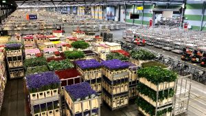世界最大の花市場～オランダ・アムステルダム～