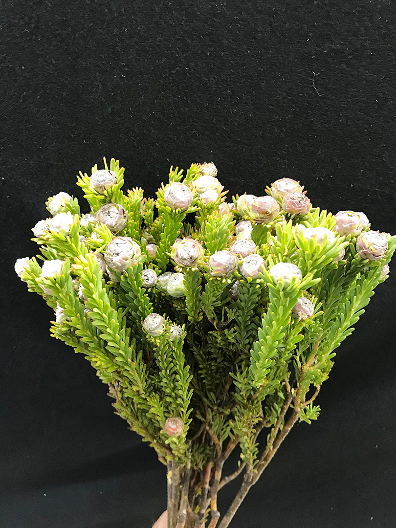 テーブルマウンテンと南アフリカの植物 南アフリカ花便り Vol 8 世界の花屋 フラワーギフト おしゃれな花の通販サイト