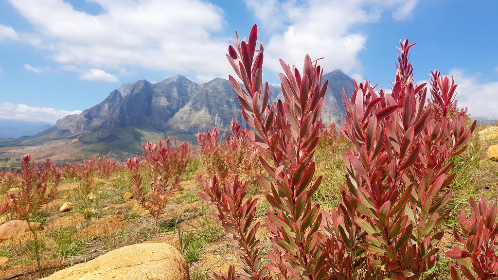 様々なユーカリとリューカデンドロンのご紹介」南アフリカ花便り Vol.9