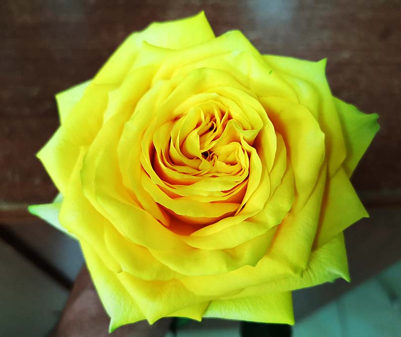 黄色いバラ サンチェイサーのご紹介 ケニアのバラ農園の日々vol 18 世界の花屋 フラワーギフト おしゃれな花の通販サイト