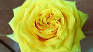「黄色いバラ サンチェイサーのご紹介」ケニアのバラ農園の日々Vol.18