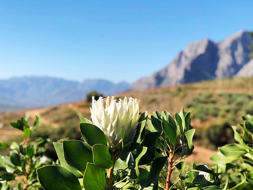 「美しい緑色のリューカデンドロンとキングプロテアの最上品種をご紹介」南アフリカ花便り Vol.11