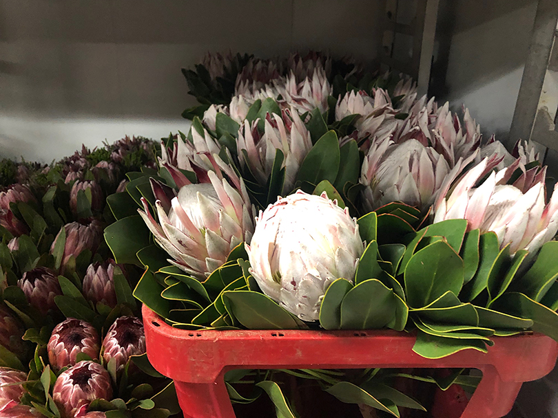 アフリカ最大の花市場 南アフリカ ヨハネスブルグ 世界の花屋 フラワーギフト おしゃれな花の通販サイト