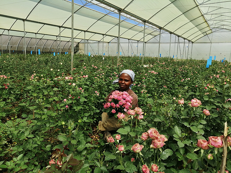 世界中のバイヤーが注目 ソジャンミ農園のバラ ケニアのバラ農園の日々vol 世界の花屋 フラワーギフト おしゃれな花の通販サイト