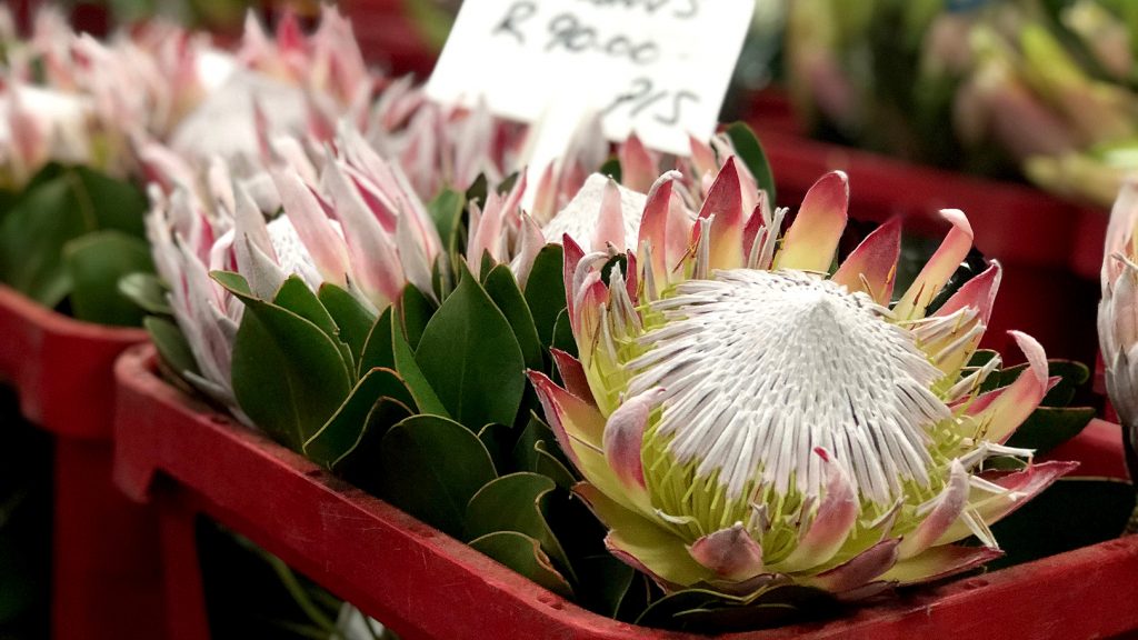 アフリカ最大の花市場 南アフリカ ヨハネスブルグ 世界の花屋 フラワーギフト おしゃれな花の通販サイト