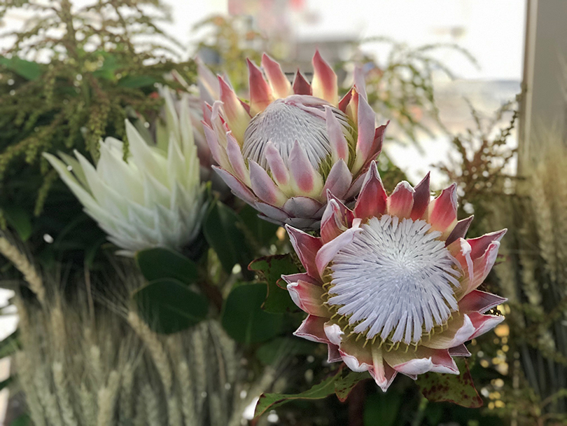 オークランドの花市場 ニュージーランド オークランド 世界の花屋 フラワーギフト おしゃれな花の通販サイト