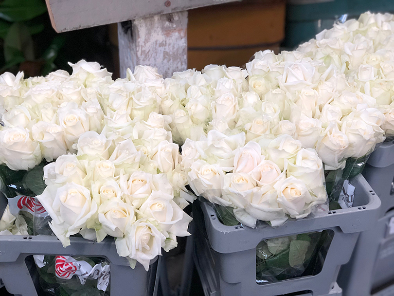 オークランドの花市場 ニュージーランド オークランド 世界の花屋 フラワーギフト おしゃれな花の通販サイト