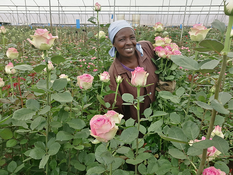 魅惑的なピンク色のバラ ミジャーヌバルドー ケニアのバラ農園の日々vol 23 世界の花屋 フラワーギフト おしゃれな花の通販サイト