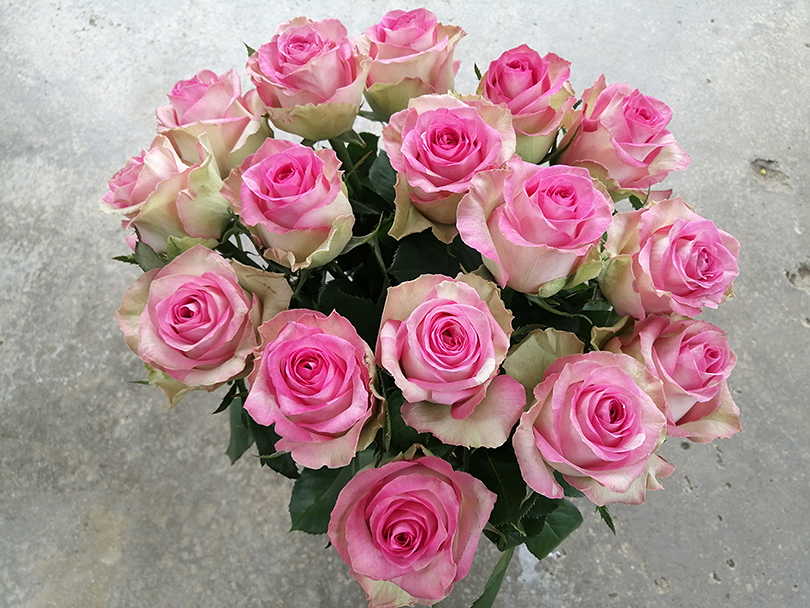 魅惑的なピンク色のバラ ミジャーヌバルドー ケニアのバラ農園の日々vol 23 世界の花屋 フラワーギフト おしゃれな花の通販サイト