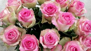 「魅惑的なピンク色のバラ - ミジャーヌバルドー」ケニアのバラ農園の日々Vol.23