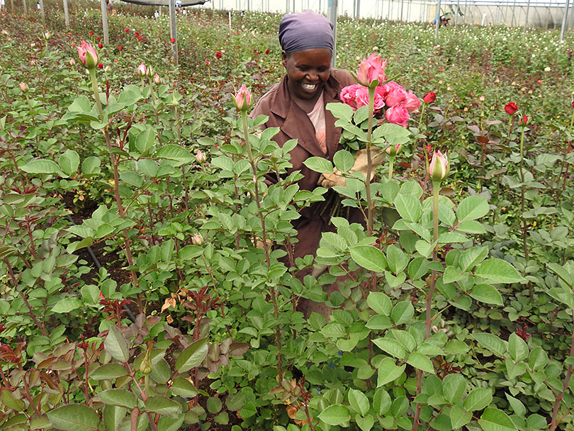 「珍しいピンク色の大輪のバラ」ケニアのバラ農園の日々Vol.24
