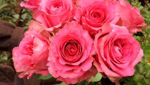 「珍しいピンク色の大輪のバラ」ケニアのバラ農園の日々Vol.24