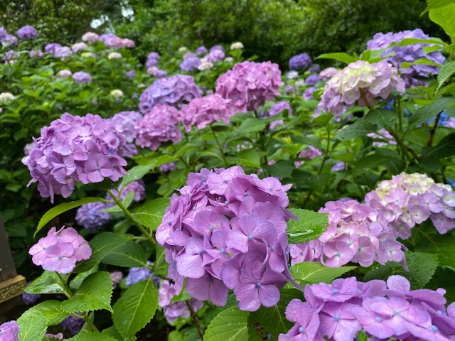 Vol 21 紫陽花の季節 世界の花屋 フラワーギフト おしゃれな花の通販サイト